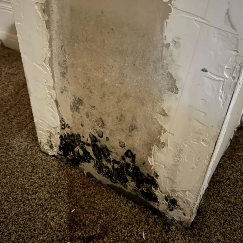 Professional Mold Removal in Milton, NY